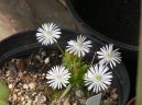 Pokojov rostliny: Jednolet > Kosmatec (Mesembrianthemum)