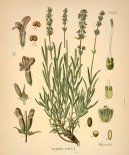 :  > Levandule Lékařská (Lavandula angustifolia)
