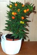 :  > Lilek ozdobný (Solanum capsicastrum)