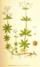 Pokojové rostliny:  > Máta Peprná (Mentha piperita L.)