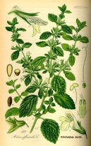 Pokojové rostliny:  > Meduňka Lékařská (Melissa officinalis L.)