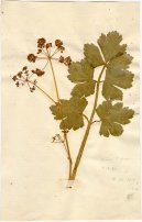 Pokojov rostliny:  > Mik Celer (Apium graveolens L.)
