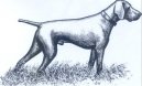 Psí plemena:  > Německý krátkosrstý ohař (Deutscher Kurzhaariger Vorstehhund)