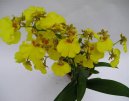 Pokojové rostliny:  > Orchideje (Orchidaceae)