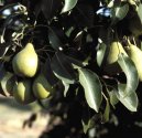 Pokojové rostliny:  > Ovocné stromy (Ořechy, Broskve, hrušky, Mandle, Jablka, Třešně, Trnky, Rakytník)