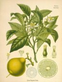 Pokojov rostliny:  > Pomeranovnk Sladk (Citrus aurantium)