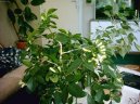 Pokojov rostliny:  > Pomeranov jasmn (Murraya paniculata)