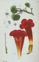Pokojov rostliny:  > Popenec Beanolist (Glechoma hederacea L)