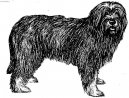 Psí plemena:  > Portugalský ovčák (Portuguese sheepdog)