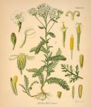 Pokojové rostliny:  > Řebříček obecný (Achillea millefolium)