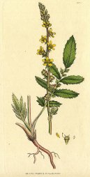 Pokojové rostliny:  > Řepík Lékařský (Agrimonia eupatoria)