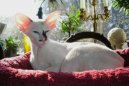 Kočky:  > Seychelská kočka (Seychellois Cat)