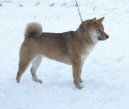 Fotky: Shiba (foto, obrazky)