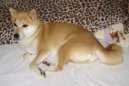 Shiba