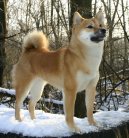 Fotky: Shiba (foto, obrazky)