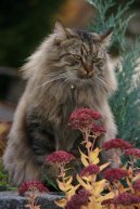 Kočky:  > Sibiřská kočka (Siberian Cat)