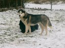 Fotky: Sibisk husky (foto, obrazky)