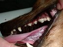 Ps plemena:  > Stomatologie - zubn vpln (Veterinrn zkroky)