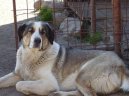 Ps plemena:  > Stedoasijsk pasteveck pes (Central Asia Shepherd Dog)
