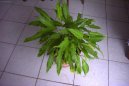 Pokojové rostliny:  > Toulcovka, spatifylum (Spatiphyllum)