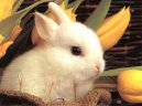 :  > Vakcinace králíků (proti myxomatóze a moru)