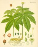 Pokojové rostliny:  > Vodilka Kanadská (Hydrastis canadensis)