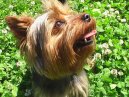 Psí plemena:  > Yorkšírský terier (Yorkshire Terrier)