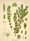 Pokojové rostliny:  > Zápašnice Březová (Barosma betulina)