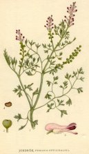 Pokojové rostliny:  > Zemědýn Lékařský (Fumaria officinalis)