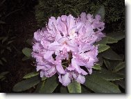 rododendron