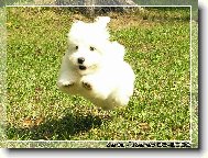 Tmsn Coton de Tulear