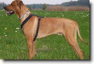 Rhodzsk ridgeback