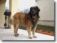 Leonberger