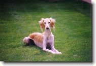 saluki