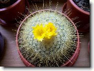 Parodia