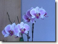 orchidej