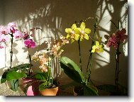 phalaenopsis