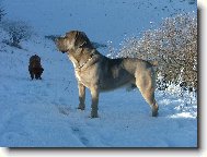 Cane Corso - Coger