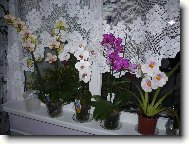 orchidea phalaenopsis