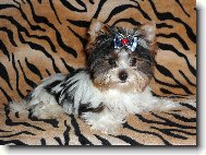 Biewer Yorkshire Terrier