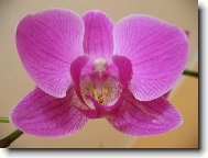 phalaenopsis