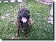 Bandog