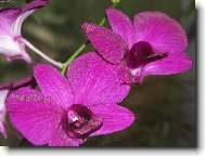 Orchidea