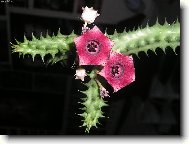 Huernia Macrocarpa