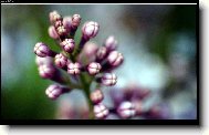 Syringa vulgaris - ek obecn