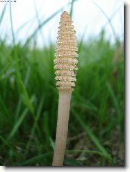 Equisetum arvense