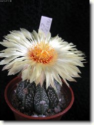 Astrophytum capricorne x asterias