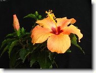 Hibiscus