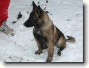 Belgick ovk - Malinois