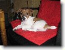 Jack Russelv Terir